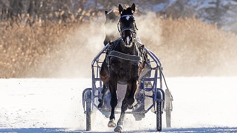 Magnitudea seurataan erityisellä mielenkiinnolla sen emänsä Mascate Matchin vuoksi. Tamma päätti kilpauransa jo 4-vuotiaana, mutta ehti tienaamaan sitä ennen 702 762 euroa.