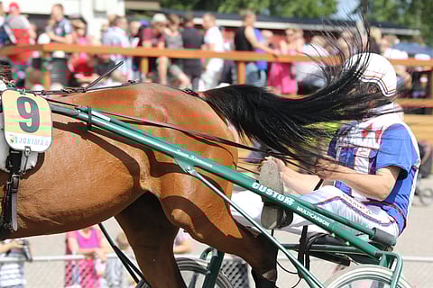 Hännän nosteleminen voi olla merkki kiimasta. Kuvituskuva.