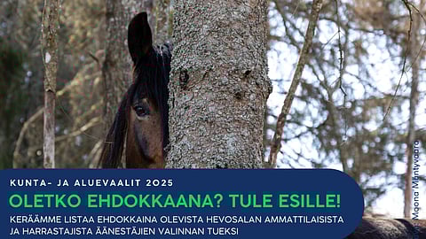 Alue- ja kuntavaalit 2025 Hippolis