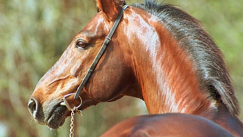 Königin's Sohn merkitsi suomalaista ratsujalostusta enemmän kuin moni muu.  Kuvassa se on täydessä nuoren aikuisuutensa  kukoistuksessa. 