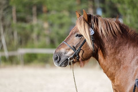 Liisi Uskin kasvattama ja omistama Fredi on Jepon pojanpojanpoika.