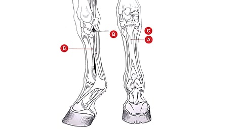 Hankoside (A) on huomattavasti vankempi rakenteeltaan puikkoluuhun verrattuna. Ulompi puikkoluu (B) ja sisempi puikkoluu (C). 
