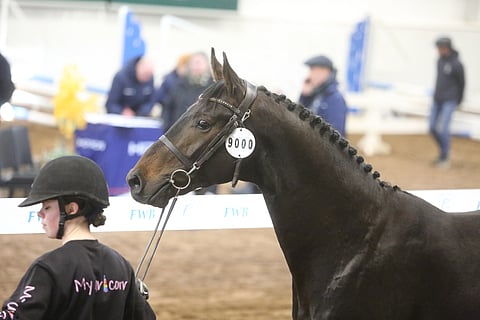 Qualle ei torstaina ollut Eeva-Liisa Penttilän mukaan oma itsensä. 