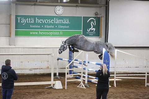 Aaluvan hyppytyyliä. 