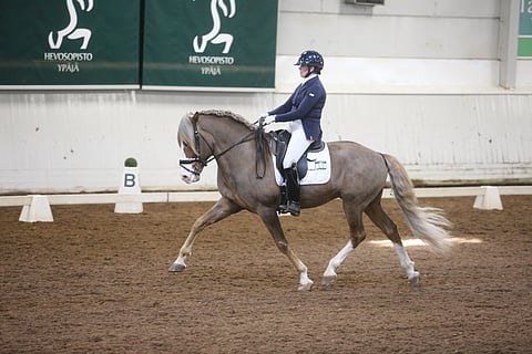 Ypäjä Paavo oli yksi oripäivien kohokohtia.  Helkky Ylönen esitti oriin ensin, sitten selkään kapusi testiratsastaja Siiri Kyrö. 