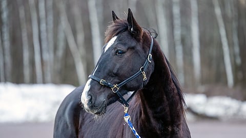 Ravihevonen Edward Snipes