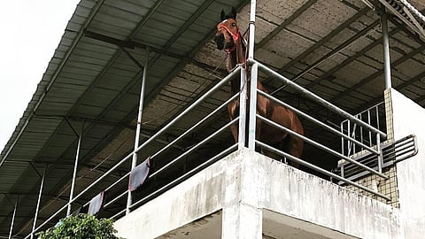 Ratsastuskoulun talli Kiinassa. 