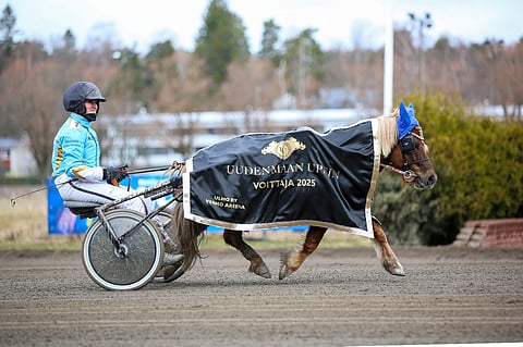 Pikku Humanteri oli Uudenmaan upein poni.