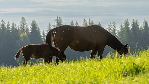 Aikaisemmin ajateltiin, että paras tulee astuttaa parhaalla, mutta nykyään ajatus on enemmän, että astutetaan parhaiten sopiva.