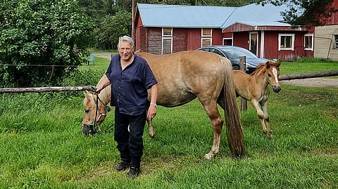 Kari Viitala, hänen ainoa siitostammansa Vislakka  ja sen orivarsa Komero kesällä 2024. Vislakka on jälleen kantavana Kihiseestä, ja jos kaikki menee hyvin, Komeron täyssisaruksesta tulee Viitalan kasvateista viimeinen.
