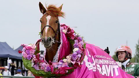 Hannu Torvinen, Virin Camilla, Seinäki, Kuninkuusravit