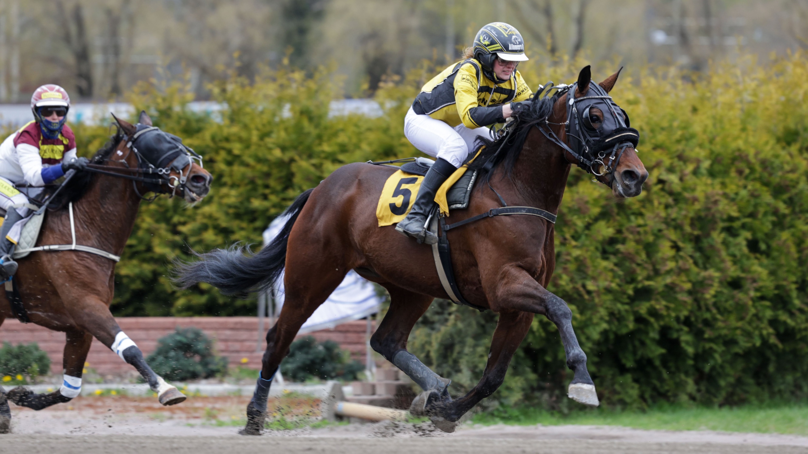 Elina Pakkasen ohjastama J.J.Dragon on kova mennyt hienosti montéssa.