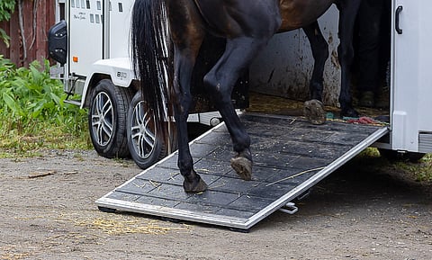Hevosten teurastaminen on kausiluontoista toimintaa. Se painottuu yleensä loppuvuoteen. Kuvituskuva.