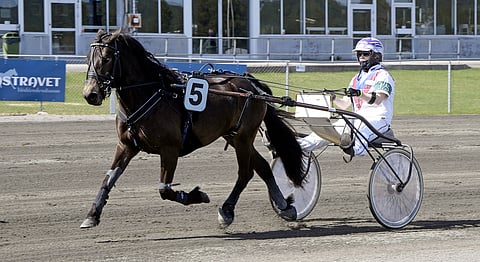 Gangstras olisi todennäköisesti hyvin korkealla listattaessa kaikkien aikojen pienimpiä ravikilpailuissa voittaneita hevosia.