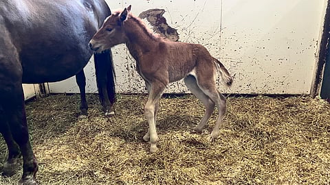 Weikon täyssisko Wuokko