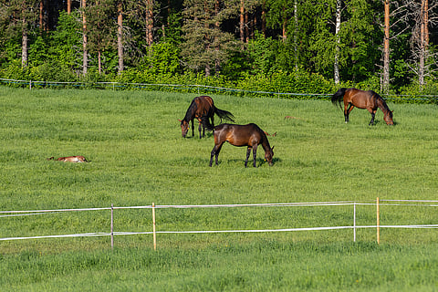 Laiduntaminen on hevoselle luonnonmukainen tapa viettää päivänsä ravintoa hankkien, mutta laidunnuksen aloittaminen kannattaa tehdä varovasti ja vaiheittain, jotta hevonen välttyy ruoansulatusongelmilta ja muutosstressiltä.