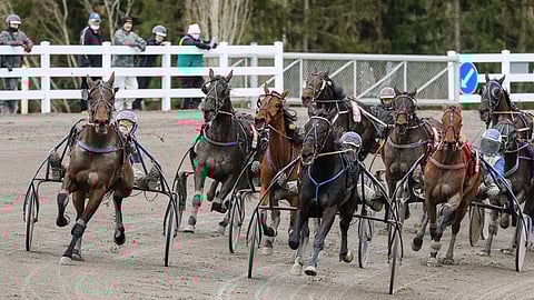 Hevosia ravilähdössä