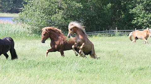 Luke luopuu suomenhevostammoista taloudellisista syistä. 