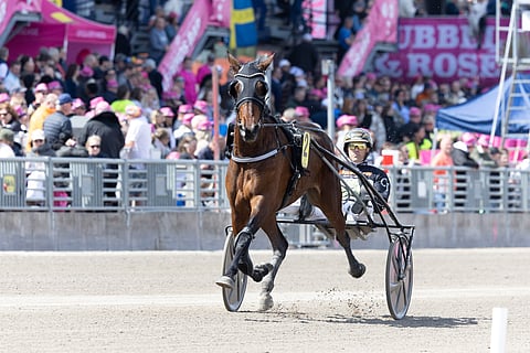 Caia esitti nopeuttaan Solvallan Elitloppet-viikonloppuna ajetussa speedracessa.