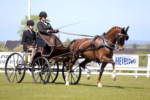 Talvikki Järvinen ja Kassander