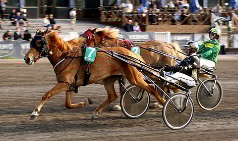 Ravihevonen ja ohjastaja.