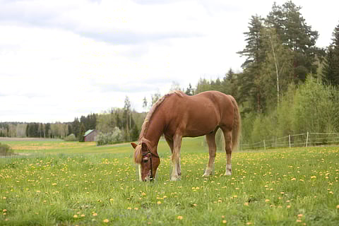Laitumelle totutus on vielä käynnissä, mutta pikkuhetkeksi, kuvaa varten. 