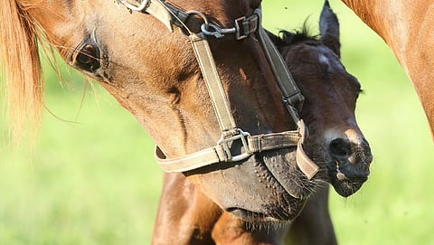 Nyt maksetaan iso osa ja syksymmällä loput. 