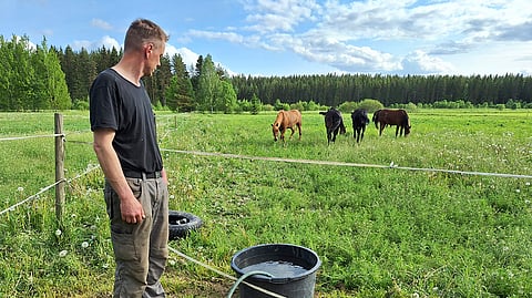 Antti Heinonen tarkkailee varsoja samalla, kun vesiastia täyttyy.