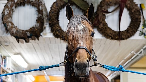 Massimo Hoist on menestynyt kuluneella kaudella mainiosti. Valmentaja Jukka Hakkaraisen mukaan ori on palautunut pitkästä 
Elitloppet-reissusta moitteetta.