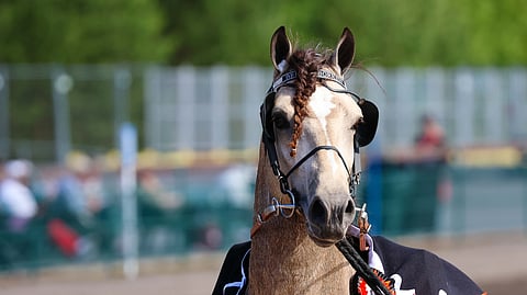 Brenne Borken ravihevonen hevosurheilu kylmäverinen