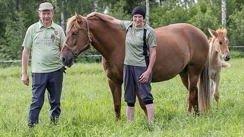 Jukka Vepsäläinen ja Susanna Raevaara pyörittävät siitostammojen täysihoitolaa kotitilallaan Rautalammilla. Tunnetuin kasvatti on kuvassa varsansa Myyryn Cesarin (i. Frans) kanssa oleva Liisan Tulilintu. 
