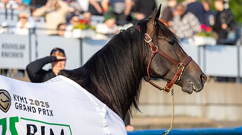Kymi GP etkoilla yleisö pääsi lähelle huippuhevosia. Holcombe Zet tulee Redénin tallista.
