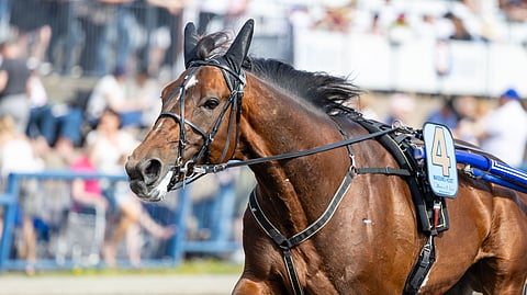 Massimo Hoist on menestynyt jo tällä kaudella kansainvälisissä suurkilpailuissa.