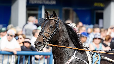 Antti Ojanperä osti hevosia