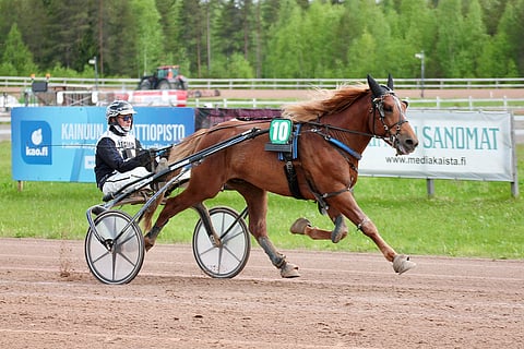 Renginruusu on voittanut seitsemän kertaa kahdeksasta startista. Kuvassa tyylinäyte Kajaanista.