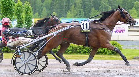 Kuolaintuntuma on yhteys kuskin ja hevosen välillä. Ravihevosilla sillä yhteydellä on suhteellisen pitkä etäisyys.