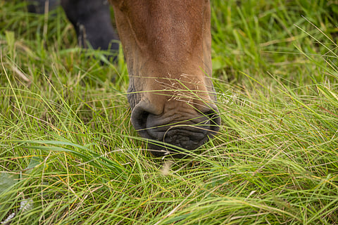 Pitkässä ruohossa lymyilevä punkki on kesällinen matkalainen