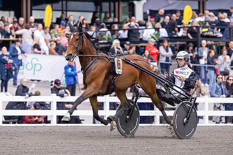 Velvet Gold sijoittui kesän Suur-Hollola-ajossa viidenneksi.