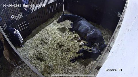 Oletko ennen kuullut tekoälyvarsomiskamerasta?