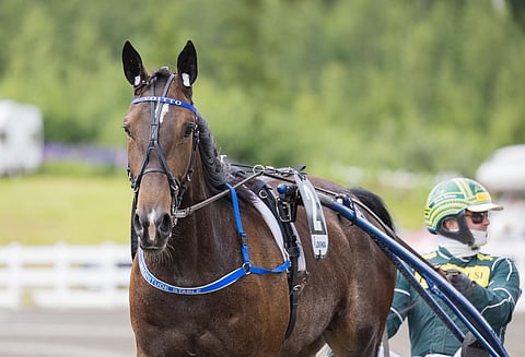 Magnitude on aloittanut kilpauransa hienosti ja tienannut kuuden startin jälkeen jo yli 20 000 euroa.
