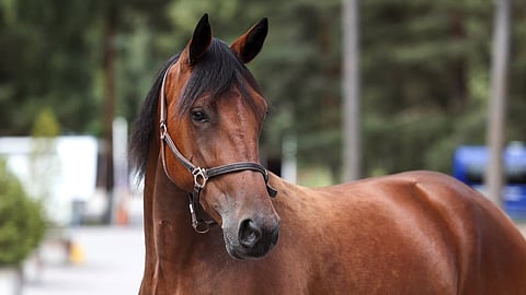 Suurkimppahevonen Lykke Li Hoss.