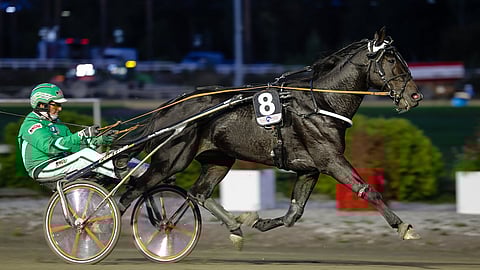 Stonecapes Xantee pääsi 3-vuotiskaudella useamman ikäluokkakisan finaaliin.