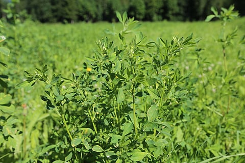 Ilmaston lämpeneminen suosii sinimailasen viljelyä, sanoo Pro Agria Etelä-Suomen erityisasiantuntija Marja Kallela.