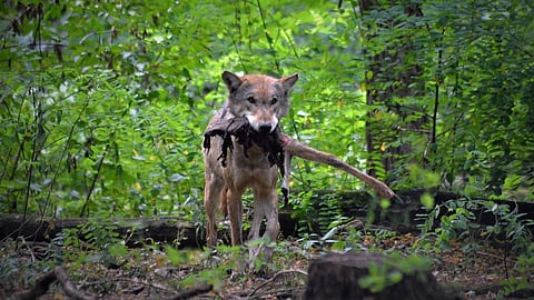 Susi raateli pikkuvarsan lopetuskuntoon Lavialla. 