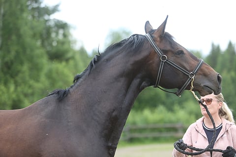 Raisa Francisin ori Sir Sawyer Francis on kiuruvetisen Kotalan tallin kuningas. FWB-ori on saanut parikymmentä tammaa, mikä on "ihan hyvä määrä". 