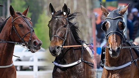 Ninja Zon, Endless Story ja Caia Tammavaltikka 2025