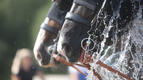 Uldahlin mielestä eläimiä voi pitää ja hevosurheilu voi olla olemassa.  Mutta eläimiä voi pitää vain, jos niistä huolehtii hyvin - riittävällä osaamisella ja ammattitaidolla. 