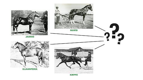 Laura Kvist tutkii suomenhevosen isälinjoja. Kuinka monta niitä todellisuudessa on ja mistä ne tulevat? 