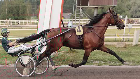 Tiger Hill oli toinen Hannu Torvisen ja Lindströmin voittoisista valmennettavista.