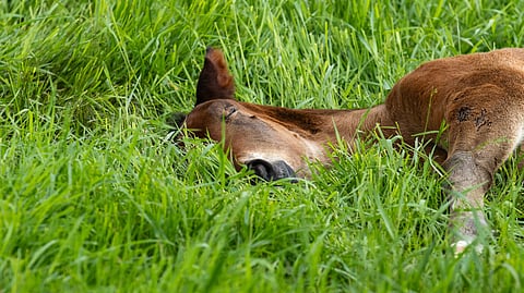 Pikkuvarsat tarvitsevat unta aikuisia hevosia enemmän.